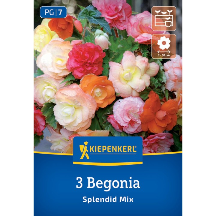 Bulbi de Begonia curgatoare Splendid Mix, bulbi de primavara