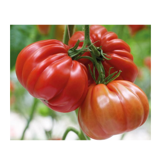 Seminte de tomate Grifone F1, 10 seminte