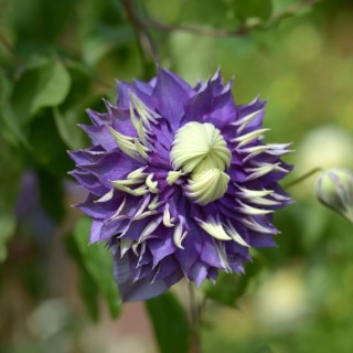 Clematis Taiga, planta la ghiveci