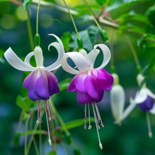 Cercelusi (Fuchsia) Delta Sarah, planta la ghiveci