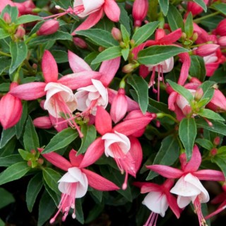 Cercelus (Fuchsia) Lady Thumb, planta la ghiveci