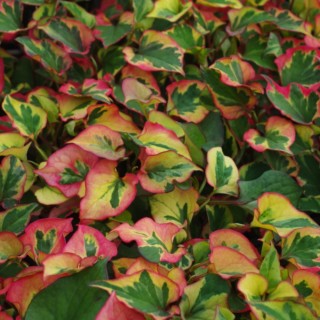 Houttuynia cordata Chameleon, planta la ghiveci