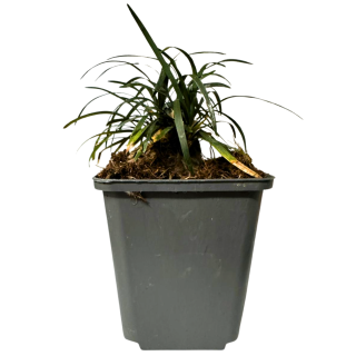Ophiopogon Japonicus Minor (Barba sarpelui pitica), planta la ghiveci
