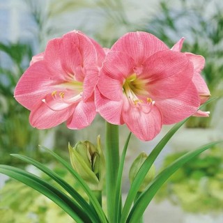 Amaryllis Susan, 1 bulb