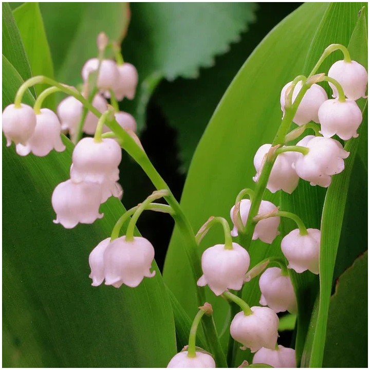 Lacramioare (Convallaria majalis ‘Rosea’), 5 rizomi