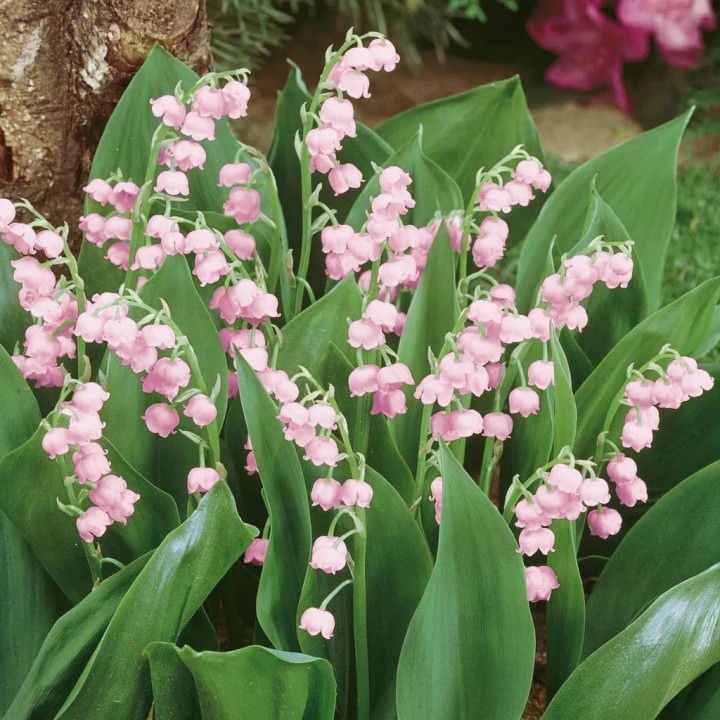 Lacramioare (Convallaria majalis ‘Rosea’), 5 rizomi