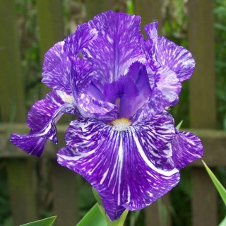 Iris Germanica Batik, 1 bulb