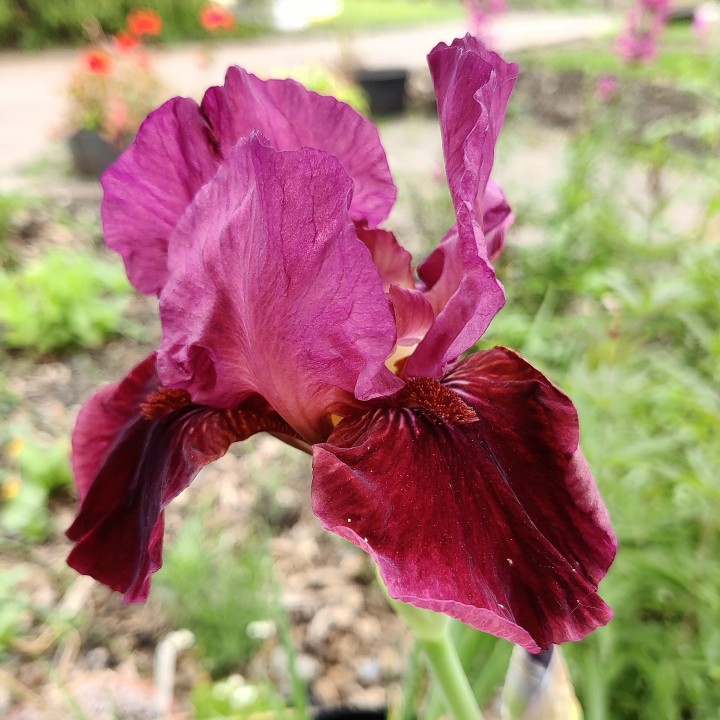 Iris Germanica Sultan's Palace, 1 bulb