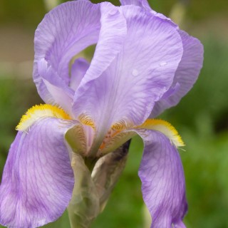 Iris Germanica Pallida Variegate, 1 bulb
