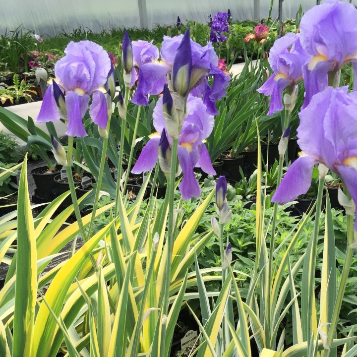 Iris Germanica Pallida Variegate, 1 bulb