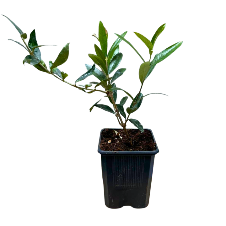 Maslin (Olea Europaea), planta la ghiveci