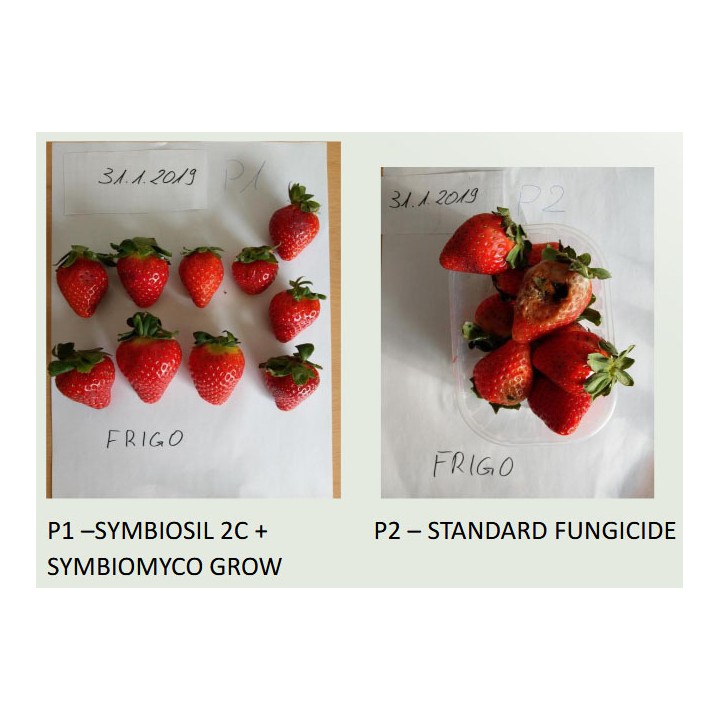 Rezistenta capsunilor tratate cu pachetul Capsuni Protectie fruct si extindere viata de raft in testul Symbiagro