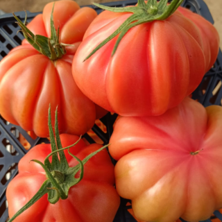 Seminte de tomate Pink lady, 50 seminte