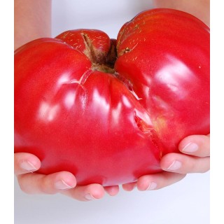 Seminte de tomate Zazera gigant, de culoare rosie, de tip Homestead