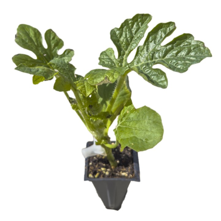 Rasad altoit pepene verde Lusitana F1, portaltoi interspecific