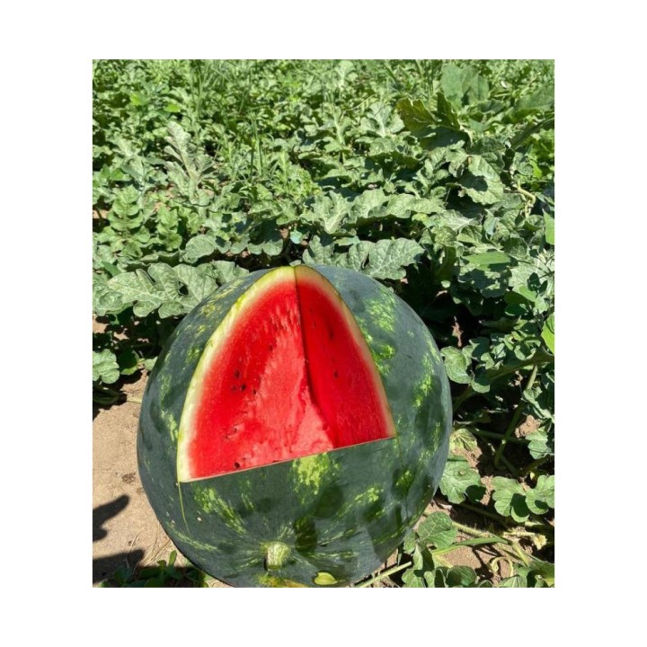 Rasad altoit pepene verde Lusitana F1, portaltoi interspecific