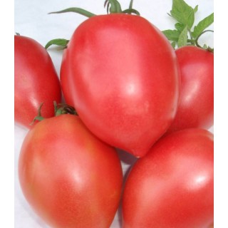 Seminte de tomate Rugby F1, 100 seminte