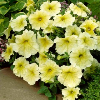 Petunia grandiflora Prism F1 Sunshine, 1000 seminte