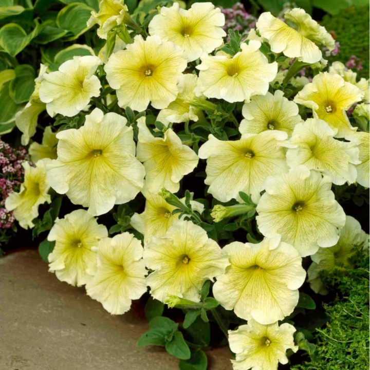 Petunia grandiflora Prism F1 Sunshine, 1000 seminte