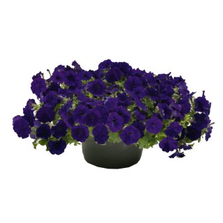 Petunia Succes 360 Blue, 1000 seminte