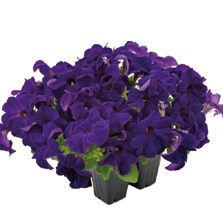 Petunia Success 360 Blue, 1000 seminte