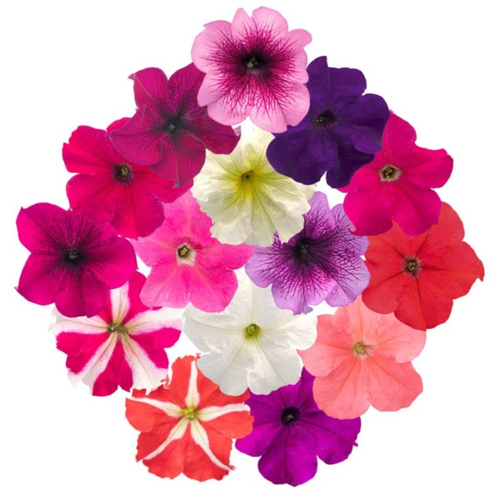 Petunia Success 360 Mix, 1000 seminte