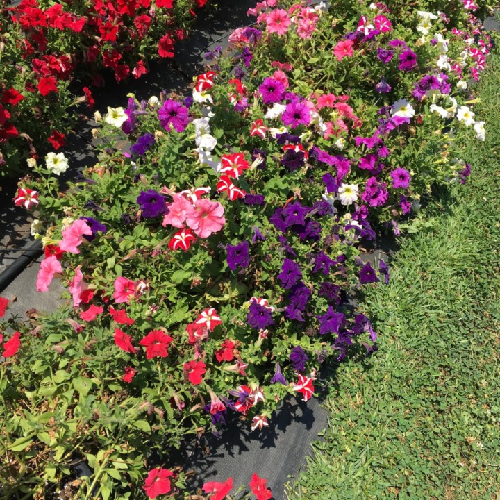 Petunia Success 360 Mix, 1000 seminte drajate