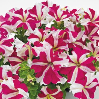 Petunia Success 360 Rose Star, 1000 seminte