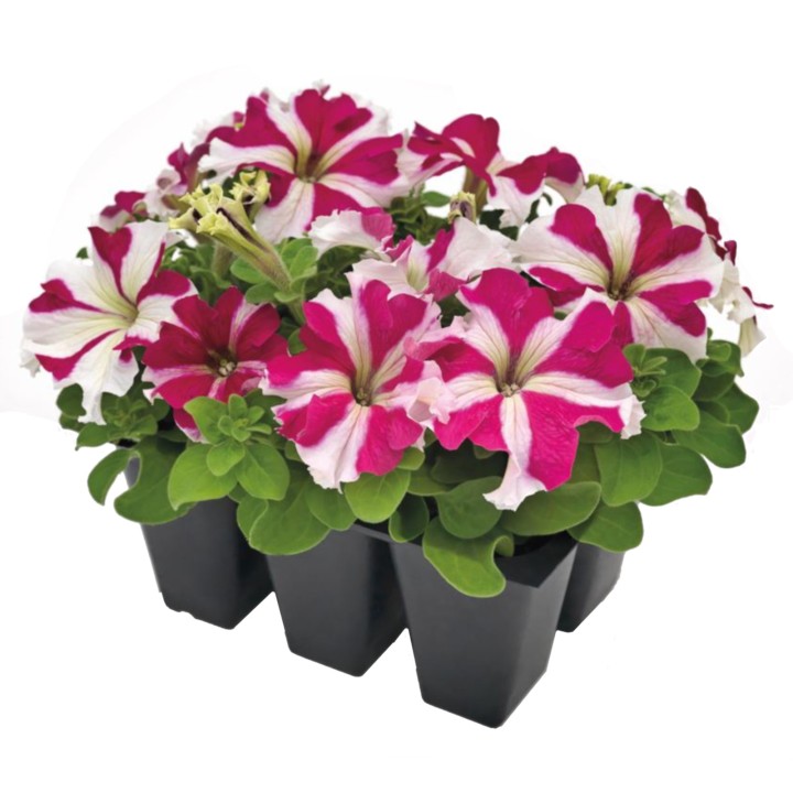 Petunia Success 360 Rose Star, 1000 seminte drajate