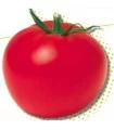 Seminte de tomate Izmir F1, 500 seminte