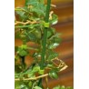 Spalier pentru plantele din ghiveci, 60 cm