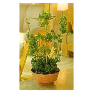 Spalier din bambus pentru plante la ghiveci