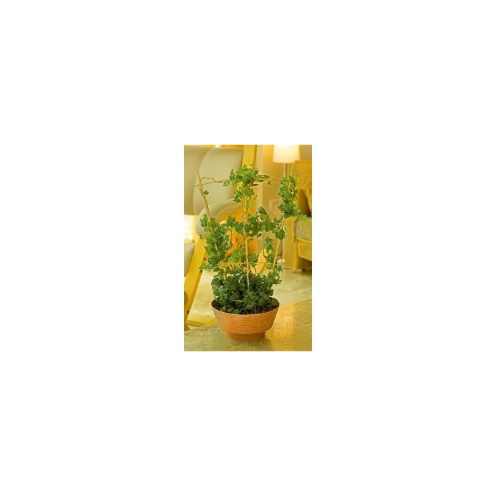 Spalier din bambus pentru plante la ghiveci