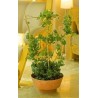 Spalier din bambus pentru plante la ghiveci