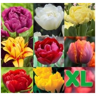 Mix Lalele Color XL - 45 bulbi
