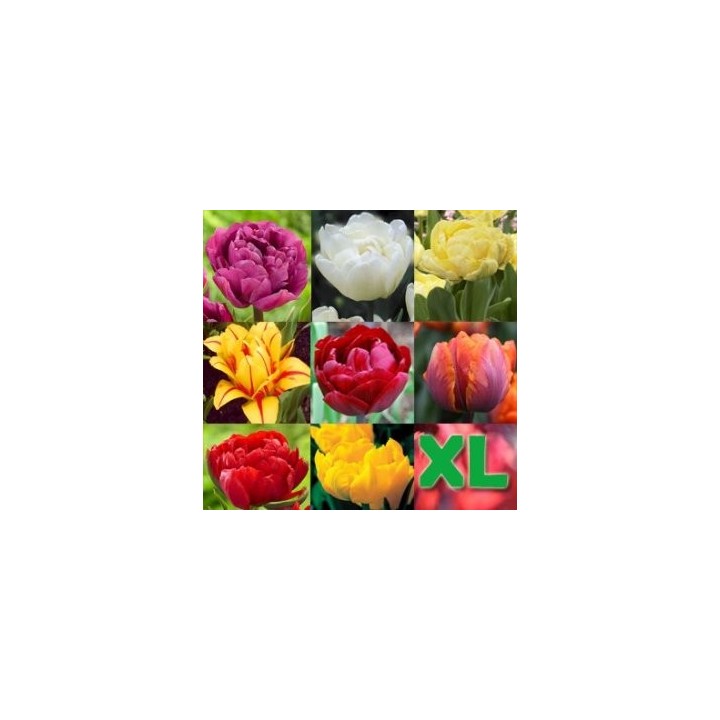 Mix Lalele Color XL - 45 bulbi