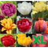 Mix Lalele Color XL - 45 bulbi