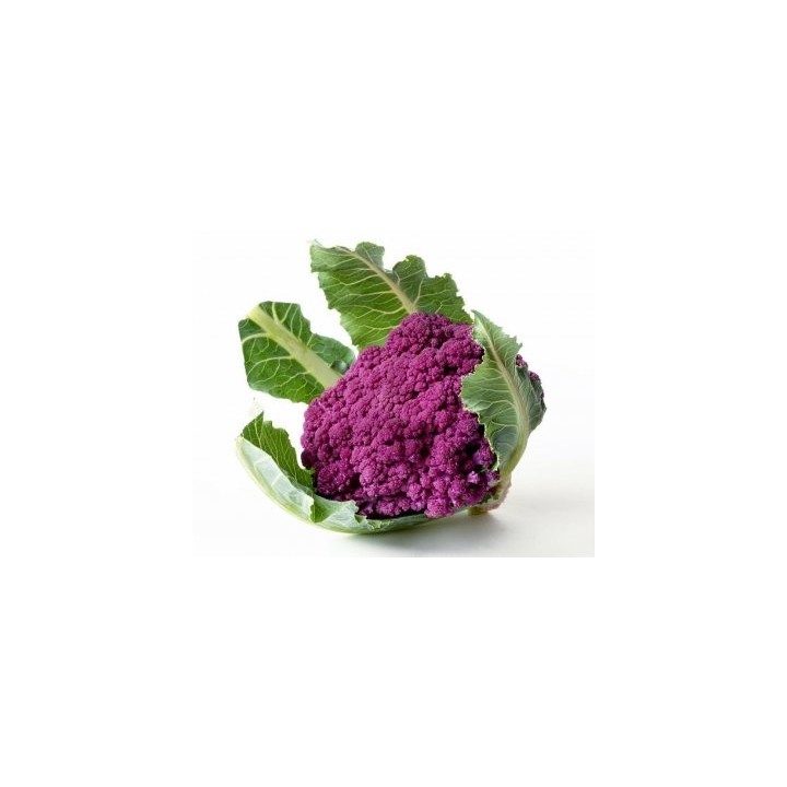 Seminte de conopida Scilla Violet