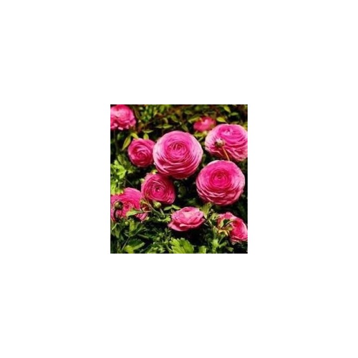Bulbi de Ranunculus cu flori de culoare roz