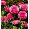 Bulbi de Ranunculus cu flori de culoare roz