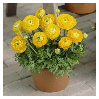 Bulbi de Ranunculus Yellow