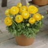 Bulbi de Ranunculus Yellow