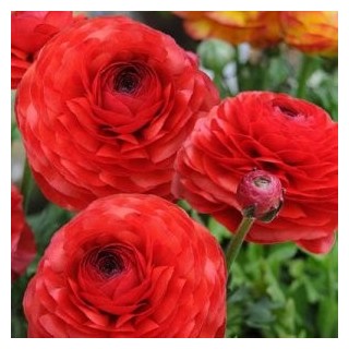 Ranunculus Red, 10 bulbi