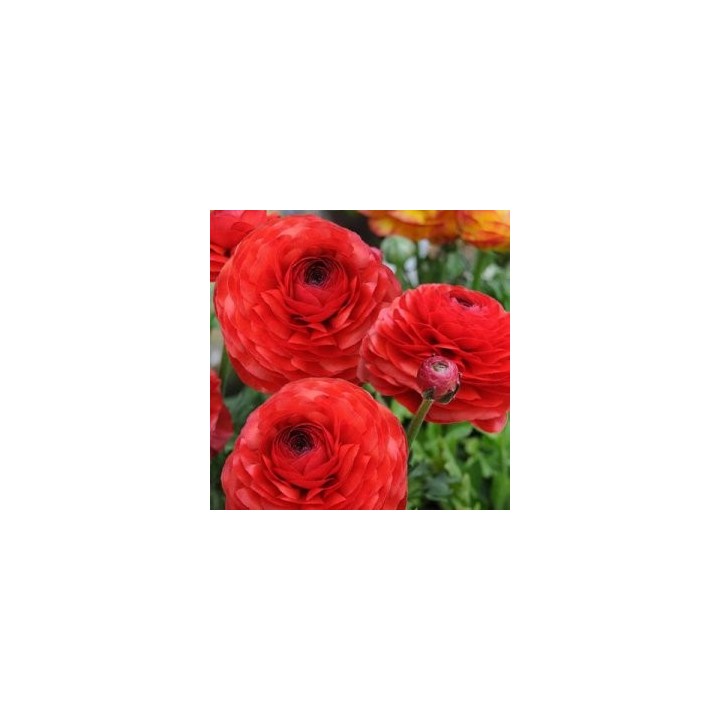 Ranunculus Red, 10 bulbi