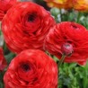 Ranunculus Red, 10 bulbi