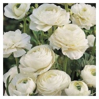 Bulbi de Ranunculus White, ranunculus de culoare alba