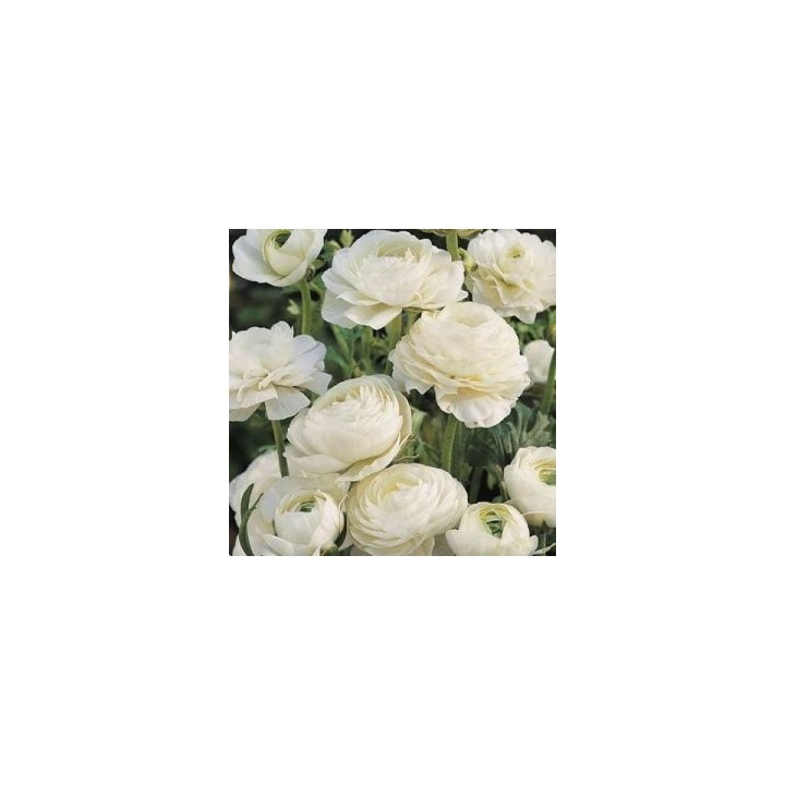Bulbi de Ranunculus White, ranunculus de culoare alba