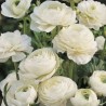 Bulbi de Ranunculus White, ranunculus de culoare alba