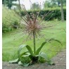 Bulbi de toamna, de Allium Schubertii