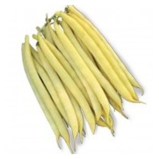 Seminte de fasole Aurie de Turda, Agrosel